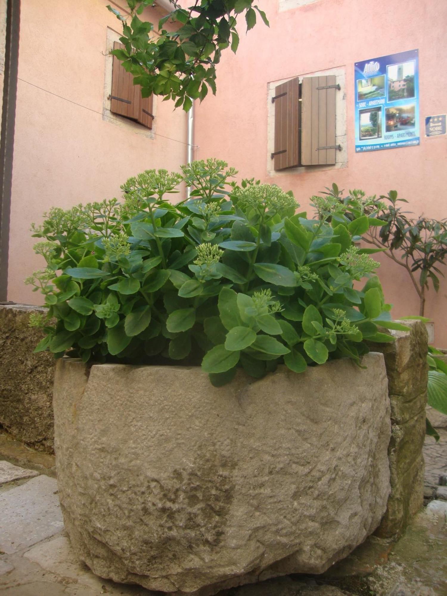 Bed & Breakfast Antico Motovun Exterior photo